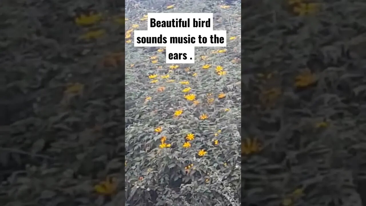 Beautiful bird sounds music to the ears #shorts #trending #viral #birds #songs #bird #nature