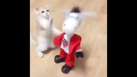 funny animal video