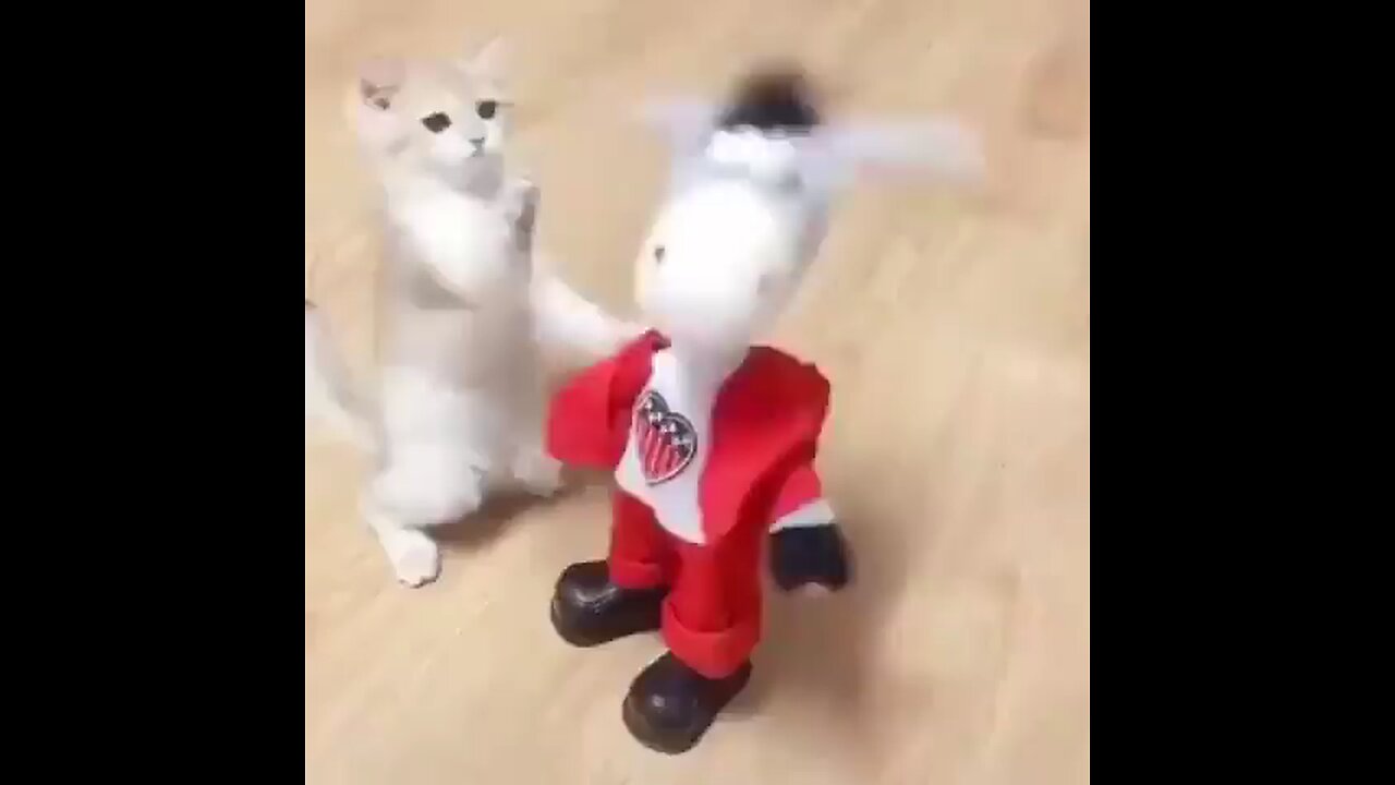 funny animal video