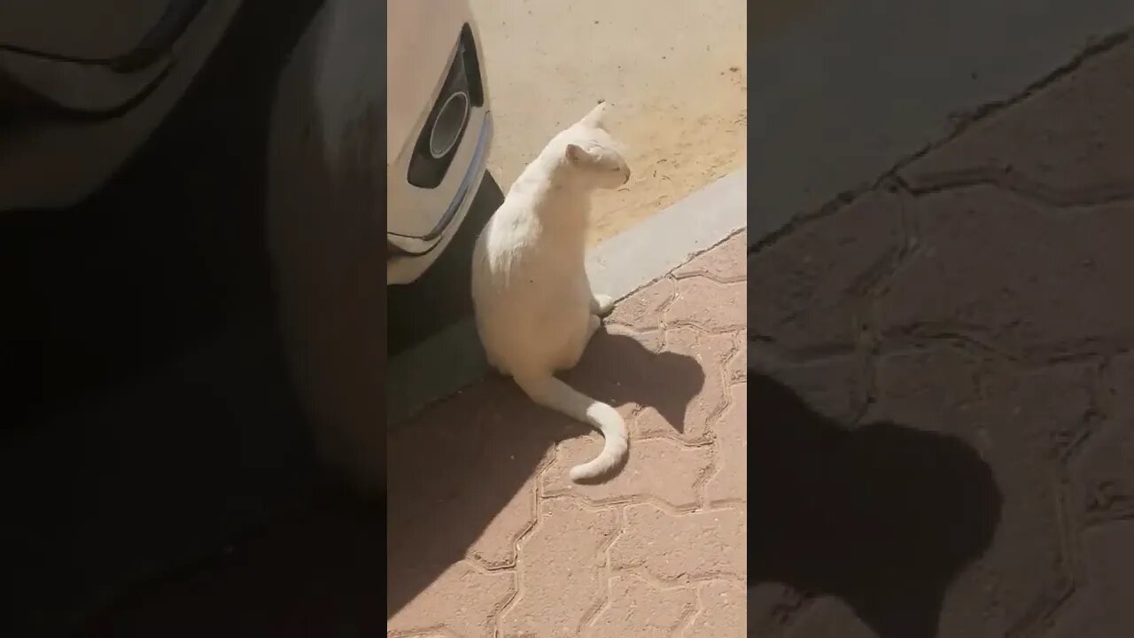 Animal Rescue - Cute and adorable Rescues White Cat