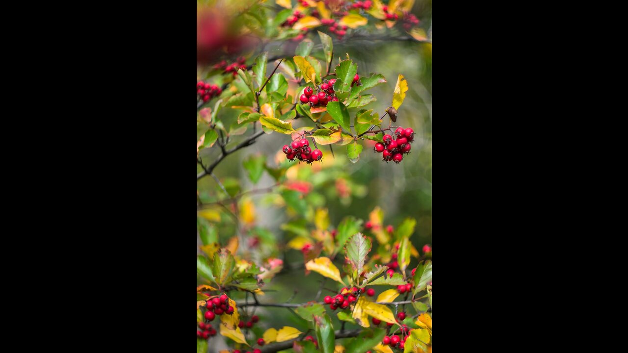 Hawthorne (Crataegus oxycantha).