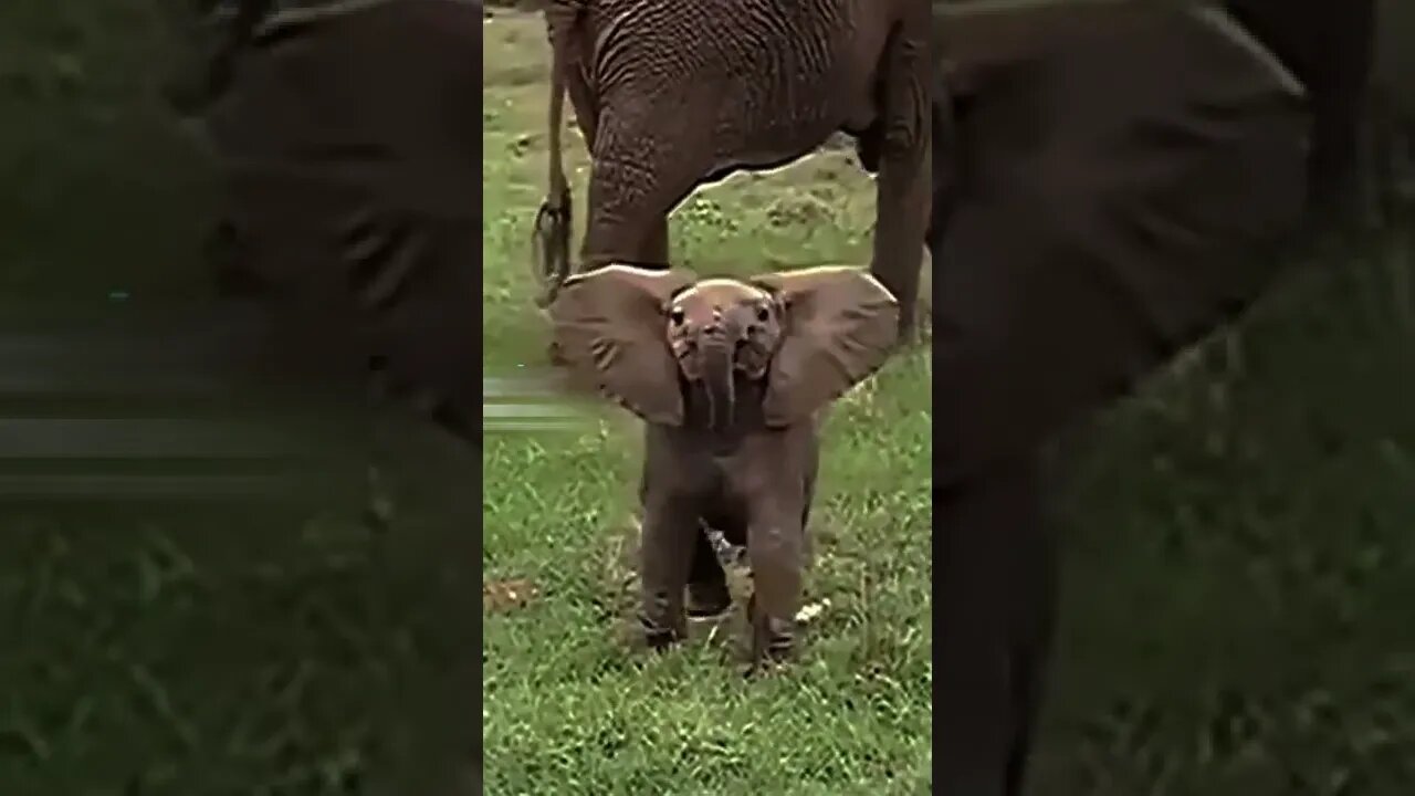 Beautiful baby elephant running #shorts #elephant #wildanimals