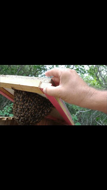 Capturar enxames de abelhas em caixas iscas