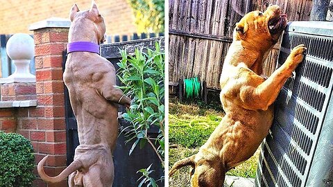 MOST PROTECTIVE DOGS: A look at the top guardian dogs..🐕🔥