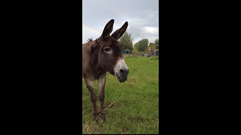 Donkey and rainbow _shorts