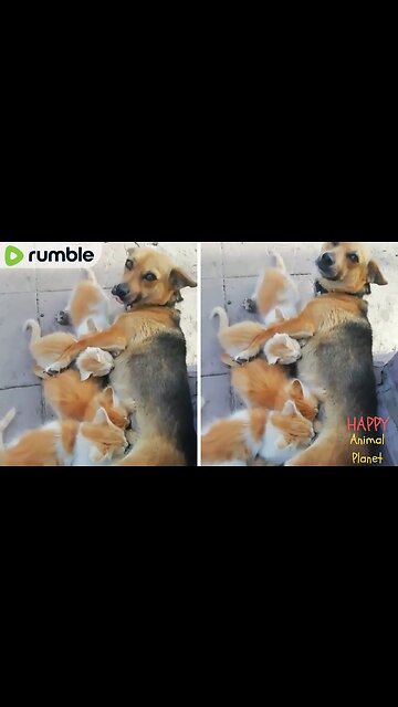 Cute Cat And Dog | Maternal Instincts Such a Good Puppo🐶😻