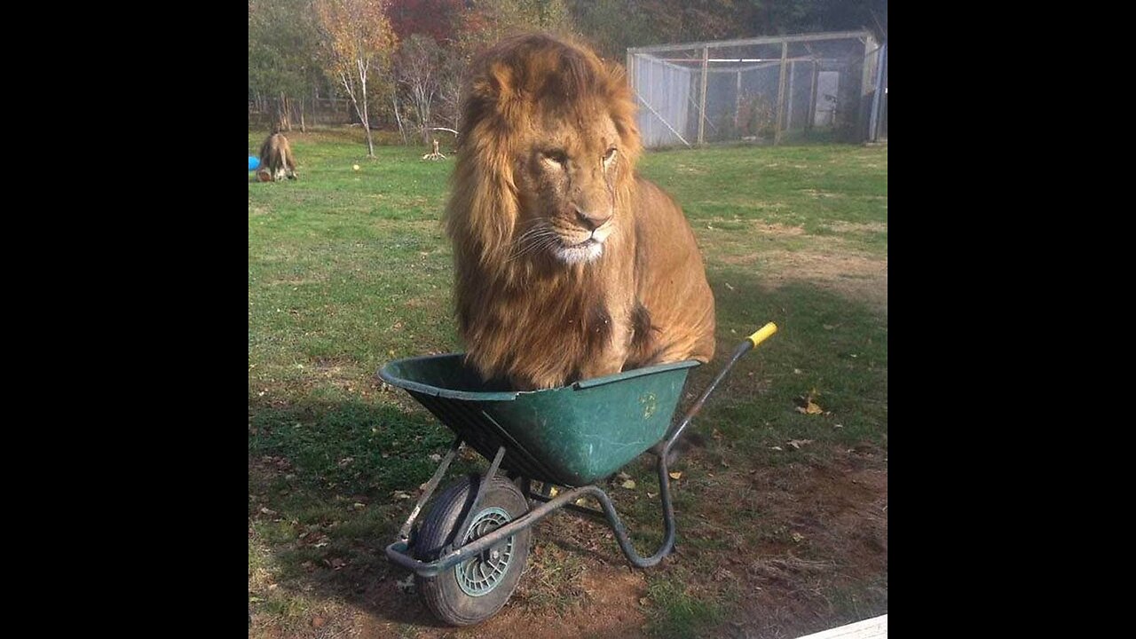Funny animal moments