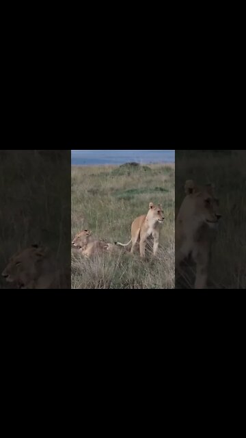 Maasai Mara Sightings Today 24/01/22 (Lions, Cheetah, Leopard, etc) | Zebra Plains | #shorts