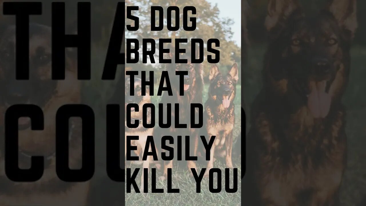 5 Dog Breeds That Could Easily Kill You #shorts