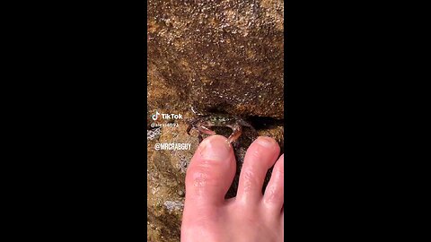 When crabs meet Feets