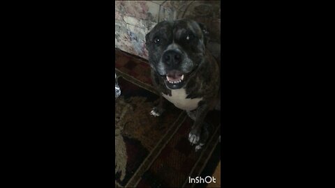 Happy Bell Girl