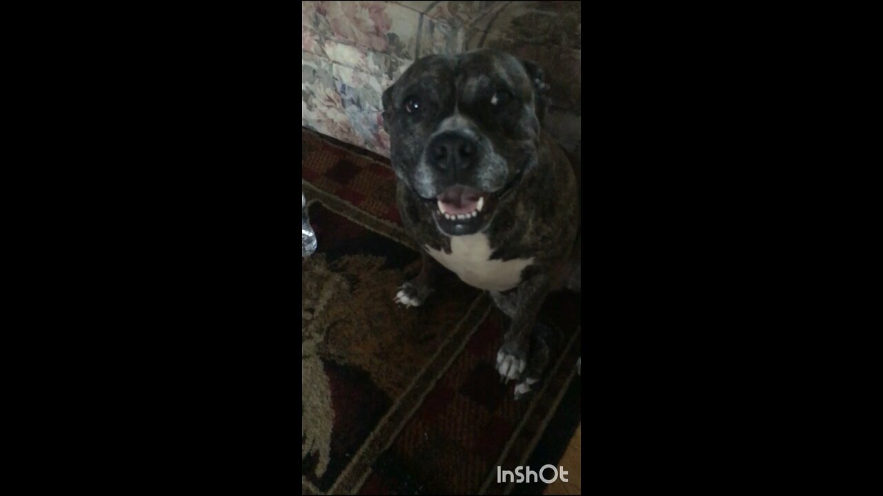 Happy Bell Girl
