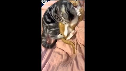 Funny Cat & Dog | Car & Dog Funny Video 2023