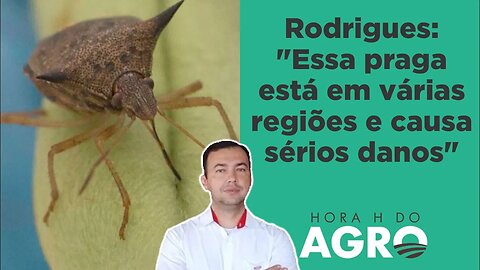 Praga pode gerar perdas de até 30% na soja; saiba qual! | HORA H DO AGRO