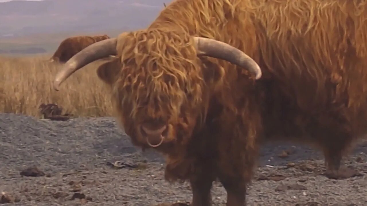 highland bull