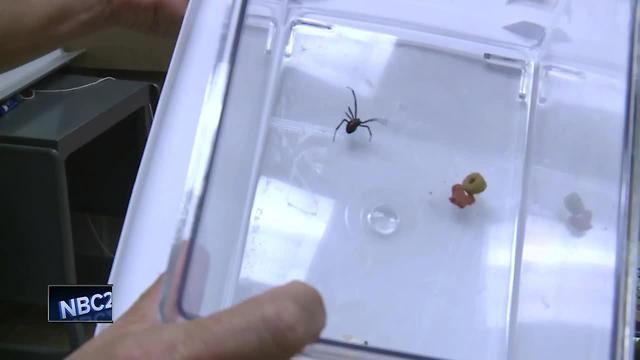 Second northern black widow spider found in Brown County