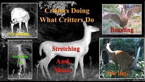 Crazy things Critters do