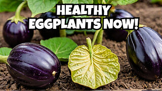 5 Key Reasons Why Your Eggplants Get Sick (And How to Fix Them!)