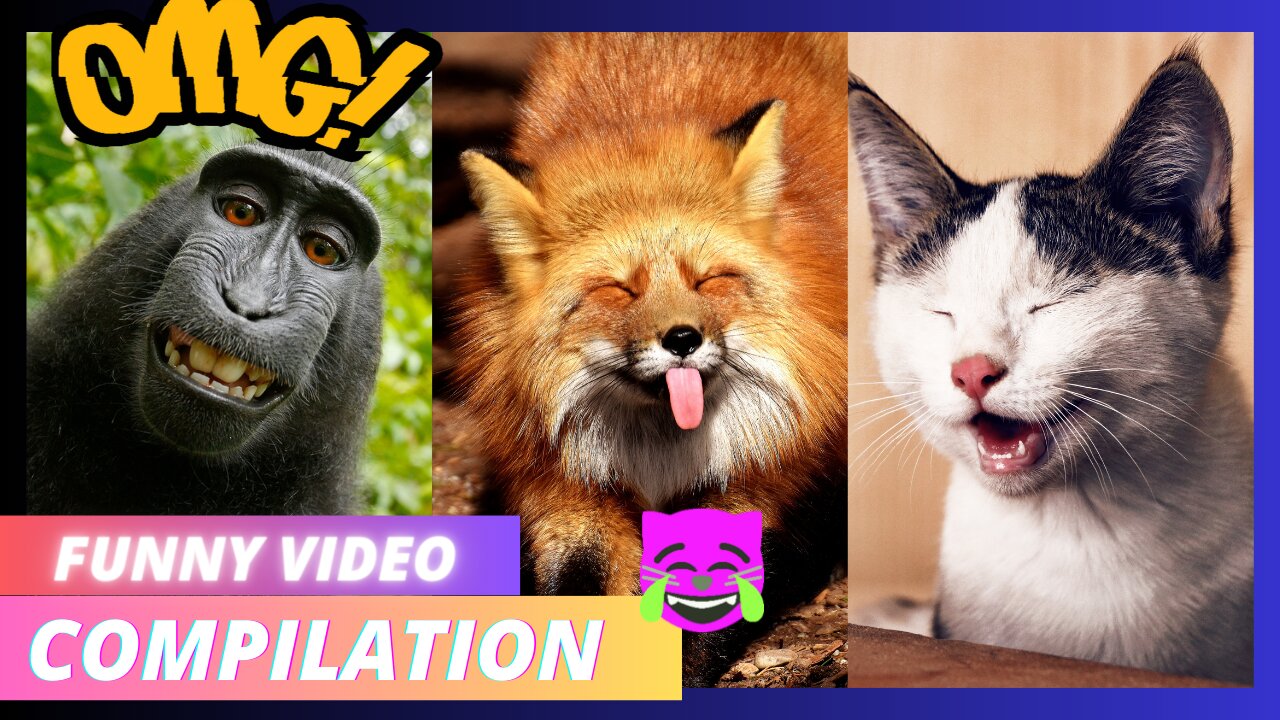 Funny Animals Video Compilation