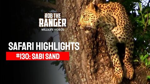 Safari Highlights #130: 29 -31 December 2011 | Sabi Sand Nature Reserve | Latest Wildlife Sightings