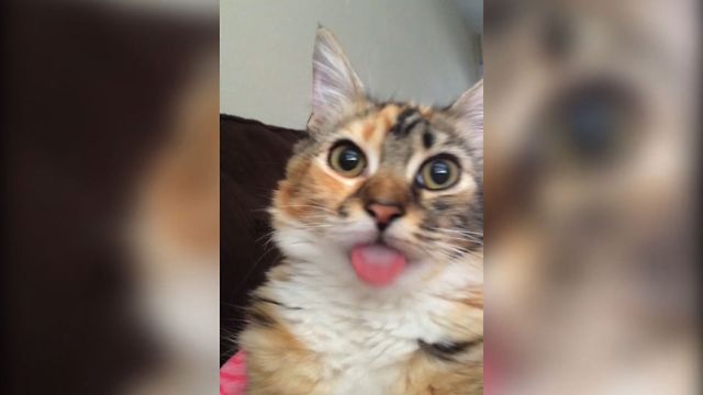 19 Cats Who Can't Stop Licking