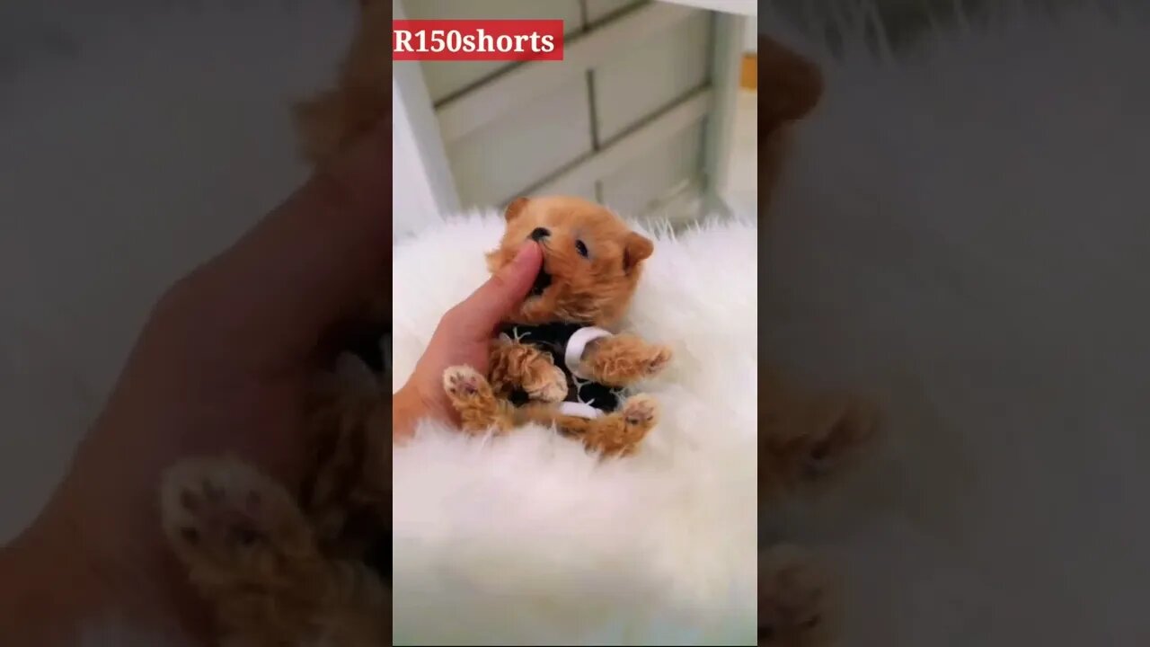 Cutest Dog Funny - pappy Funny Video |#r150shorts |#youtubeshorts |#ytshorts 😁😁😁😁😆😁😆😆