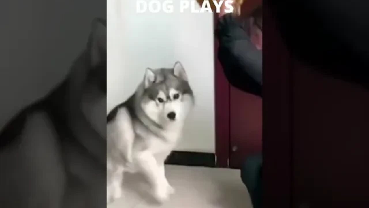 Husky dog playing games #shorts