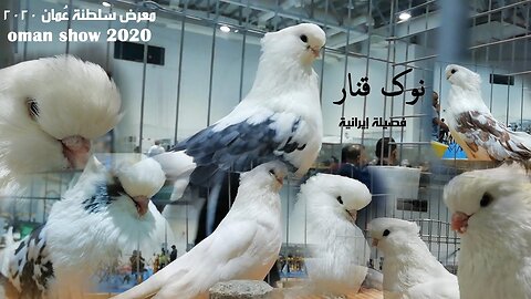 حمام نوك قنار الإيراني - Iranian Nokghanr Pigeons