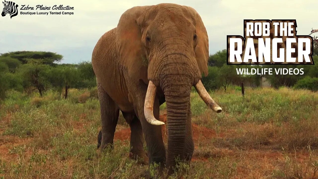 Elephants At An Amboseli Waterhole | Zebra Plains African Safari