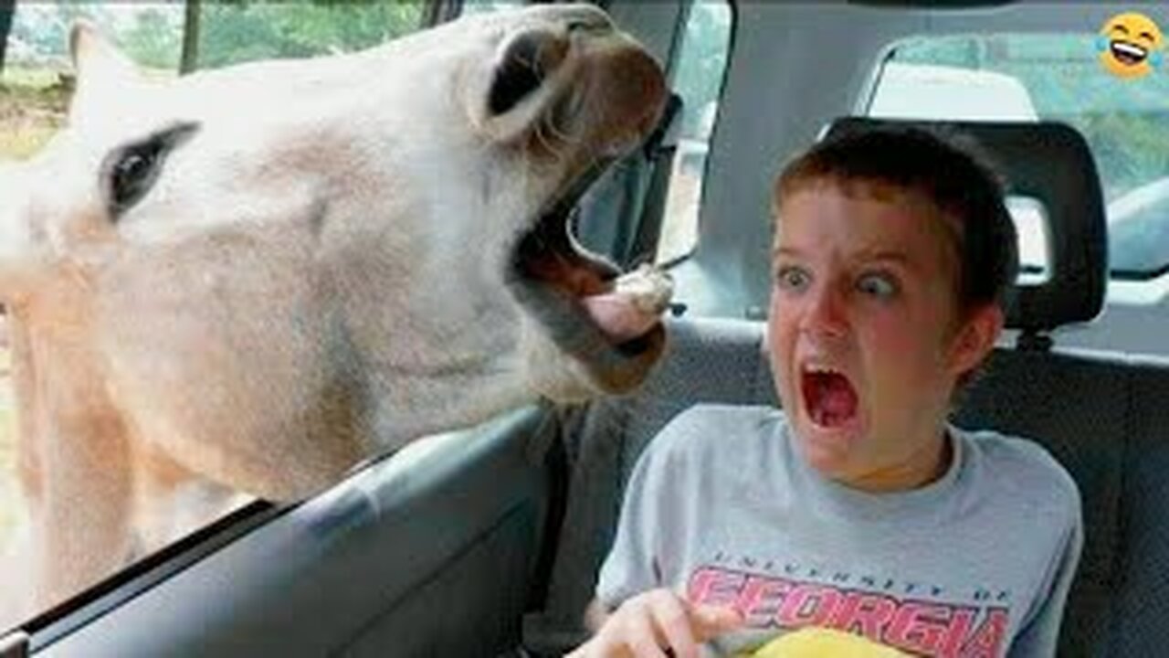 Funny ANIMALS videos😂