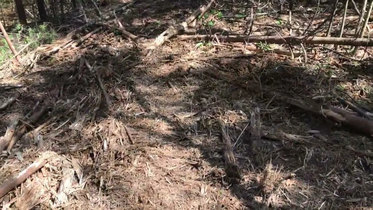 How to cultivate your homesite while improving forest quality