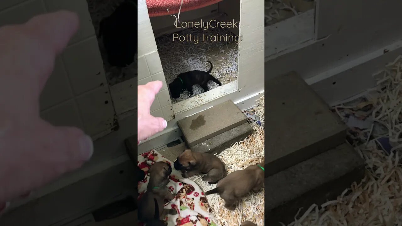 Potty training puppies. Start at three wks old. LonelyCreek puppies