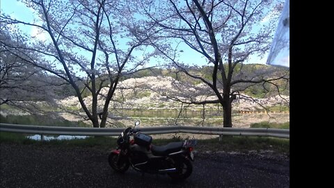 庭木ダムの桜花見Niwaki-damバイクツーリング2020 Cherry Blossom Motorcycle Ride, Takeo city.