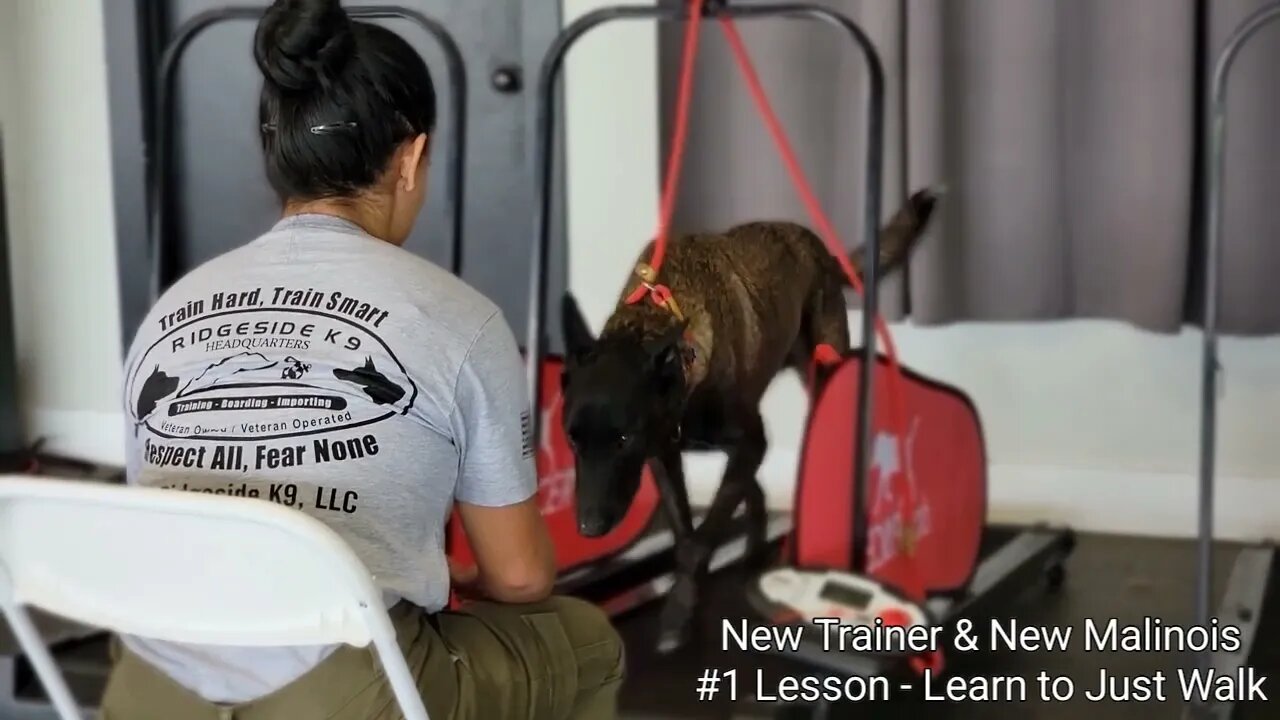 Belgian Malinois - Learning The Treadmill Game.