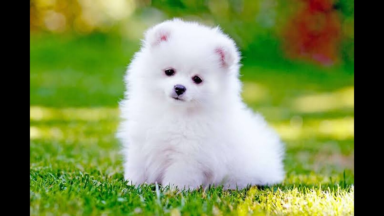 Cute puppy 🐕