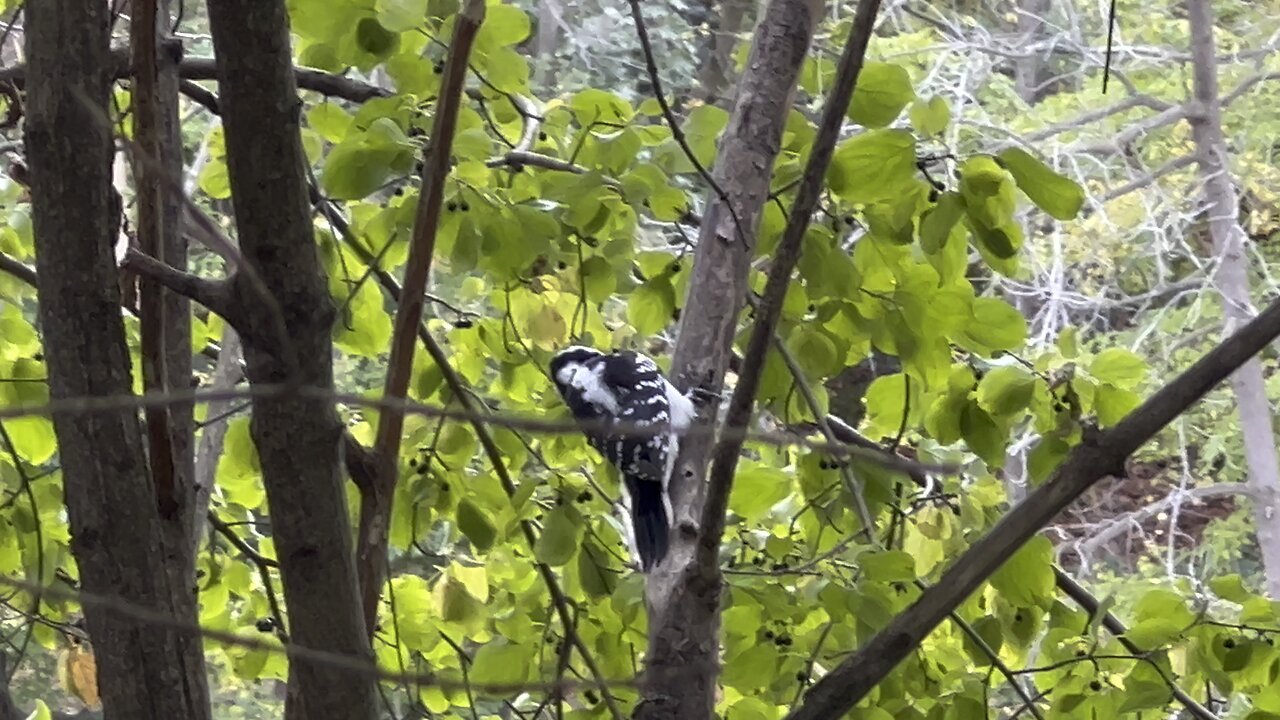 Hairy Woodpecker James Gardens Toronto