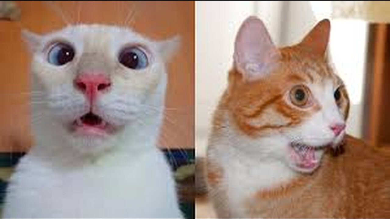 Funniest Animals 2023 π Funniest Cats and Dogs πΊπΆ