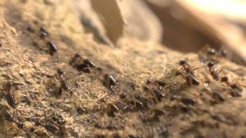 Group of black ants walking on the concrete surface