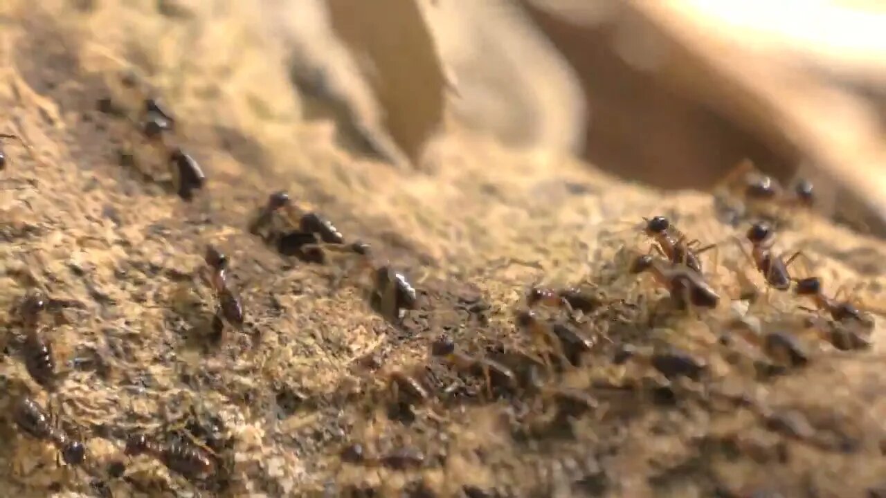 Group of black ants walking on the concrete surface