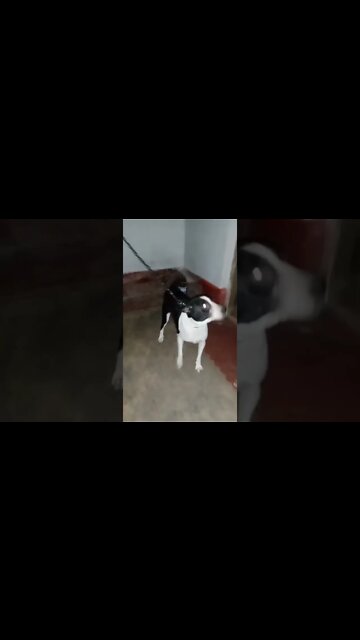 Happy Doggie | Cute Dog | Aggressive Doggie | Smart Dog #shorts #dogs #shortvideo