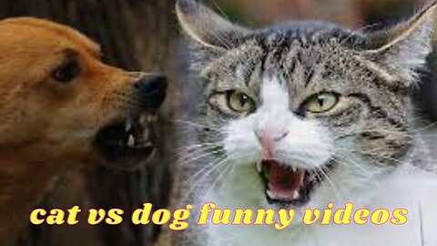 cat vs dog funny videos 2023