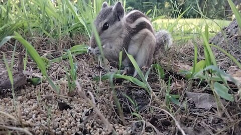 Sound Of Squirrel Baby Video | Squirrel Sound By Kingdom of Awais