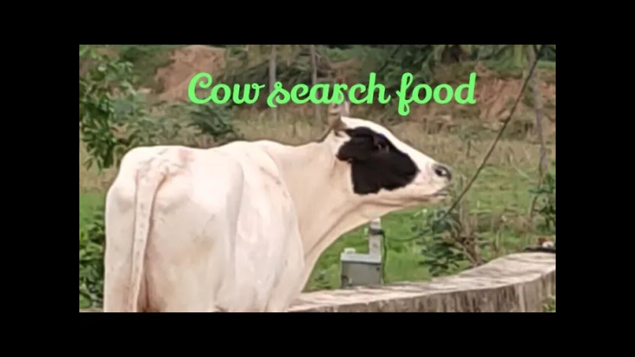 No one else is going to do it for you, so push yourself.#shorts,#cow,#cowlover,#animallover,#cowwalk