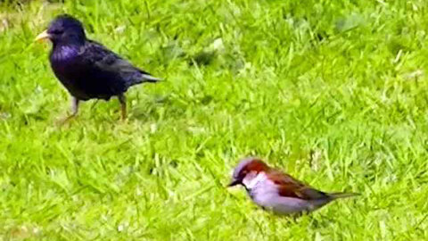 IECV NV #311 - 🐤Starlings Running Around The Backyard And A Few Clips Of The Sparrows🐤 5-13-2017