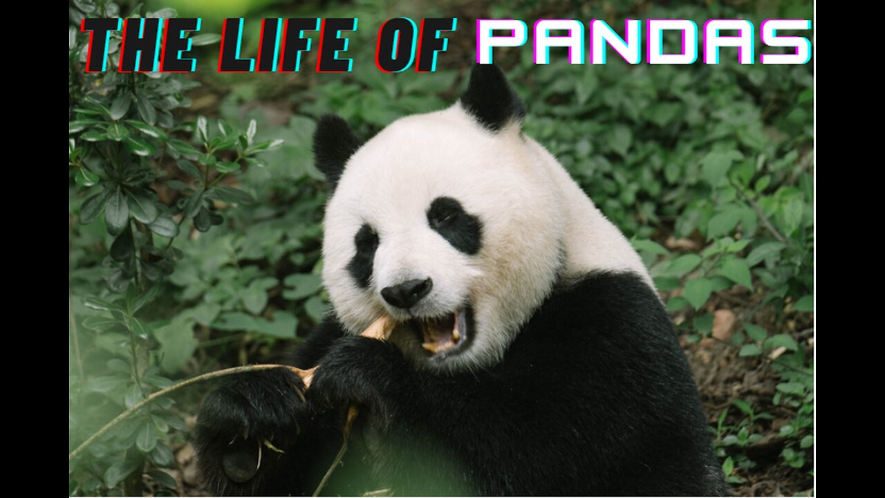 The Life of Pandas | Short Documentary | Beneath the Bamboo Veil