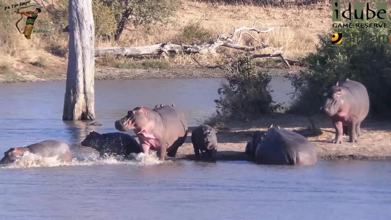 Hippos At Scotia Dam