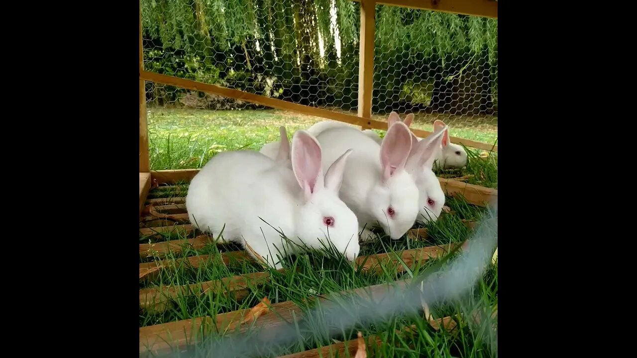 Pasture Raised Rabbits #homesteading #cute #farmanimals #farm #rabbits