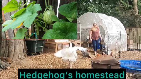 Taking care of all my morning chores the first week of July