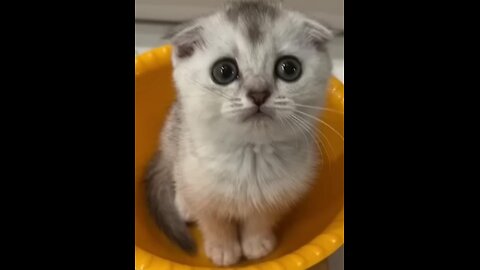 Funny cats 2024