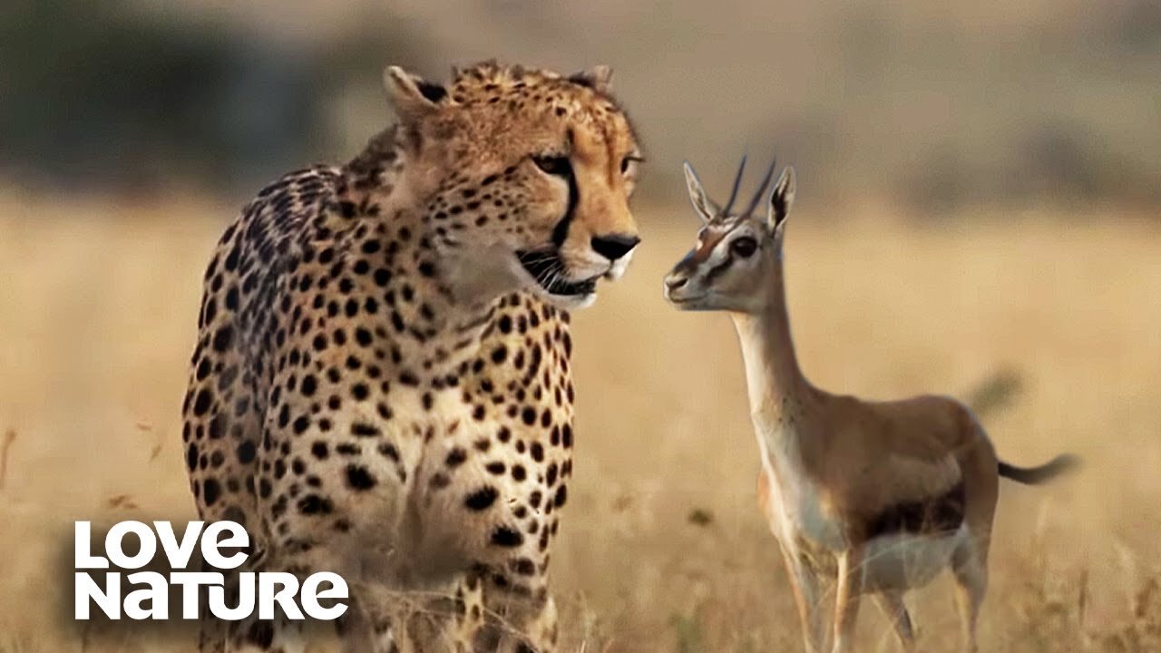 Cheetah Hunts Newborn Gazelle to Feed Cubs | Love Nature